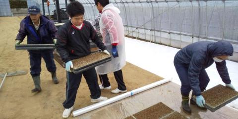 芽出しした苗箱をビニールハウスに並べています。