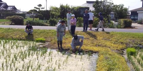 水田の雑草状況を確認しています。