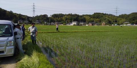 今年の生育状況もとても良いです。