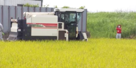 コンバインで稲刈りをしています。