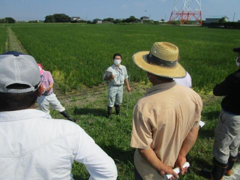 水田の雑草の状況を確認しています