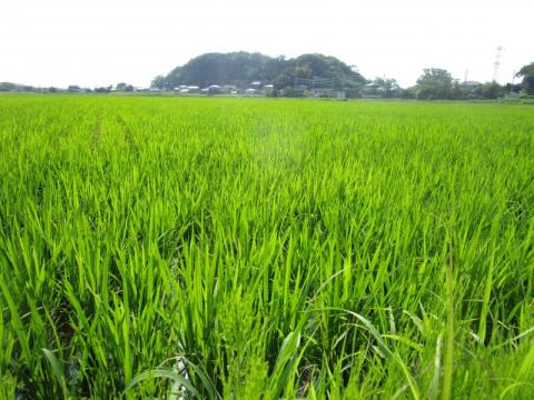 今年の生育状況も良好です