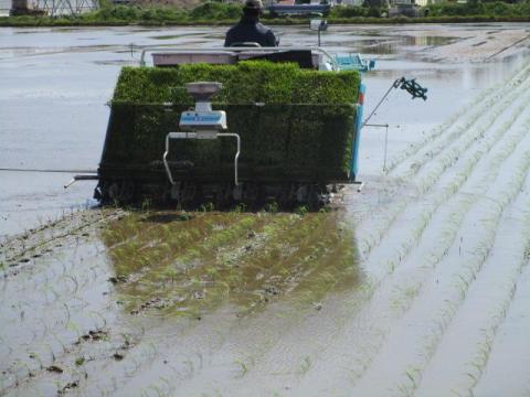 一番星田植え